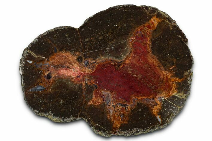 Colorful Polished Thunderegg Half - Nevada #337757